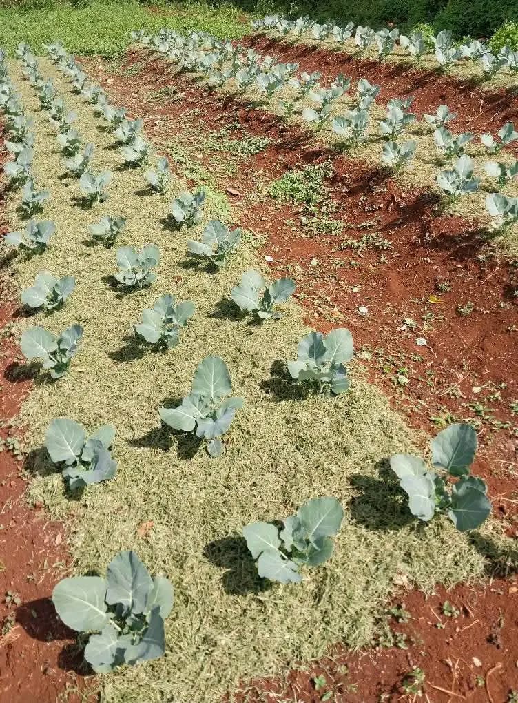 Placeholder — soil health or resource conservation activity