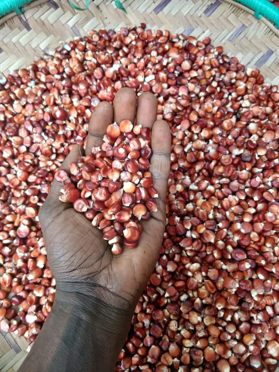 Placeholder — women sorting indigenous seed varieties