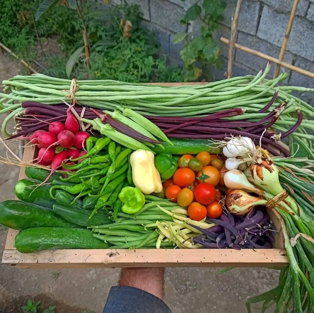 Utawala Urban Farm — women-led urban agroecological farming in Nairobi, soil restoration and indigenous crops